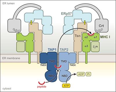 Proofreading of Peptide—MHC Complexes through Dynamic Multivalent Interactions